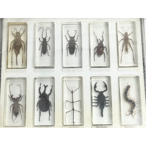 185 - A collection of 5 cased taxidermy bugs. Cases measures 34x28cm