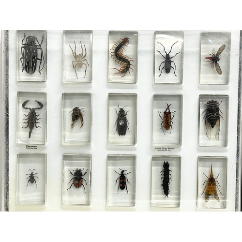 185 - A collection of 5 cased taxidermy bugs. Cases measures 34x28cm