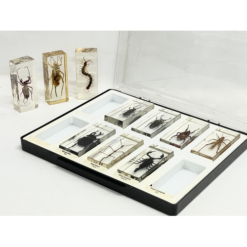 185 - A collection of 5 cased taxidermy bugs. Cases measures 34x28cm