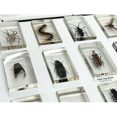 185 - A collection of 5 cased taxidermy bugs. Cases measures 34x28cm