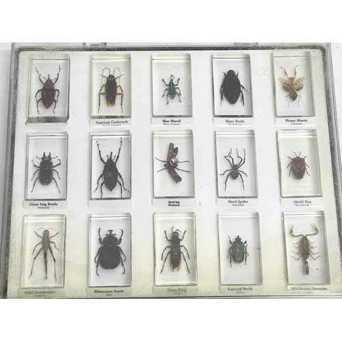 185 - A collection of 5 cased taxidermy bugs. Cases measures 34x28cm