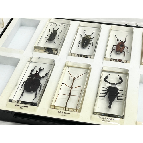 185 - A collection of 5 cased taxidermy bugs. Cases measures 34x28cm