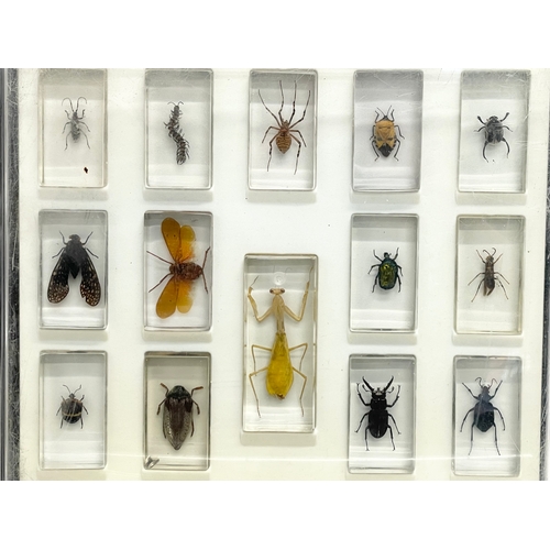 185 - A collection of 5 cased taxidermy bugs. Cases measures 34x28cm