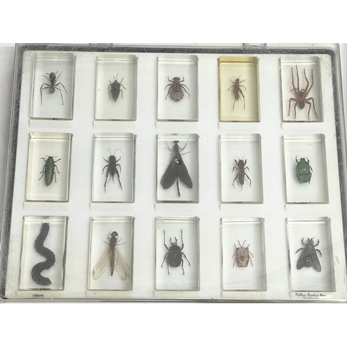 185 - A collection of 5 cased taxidermy bugs. Cases measures 34x28cm