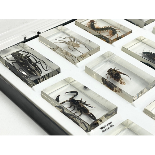 185 - A collection of 5 cased taxidermy bugs. Cases measures 34x28cm