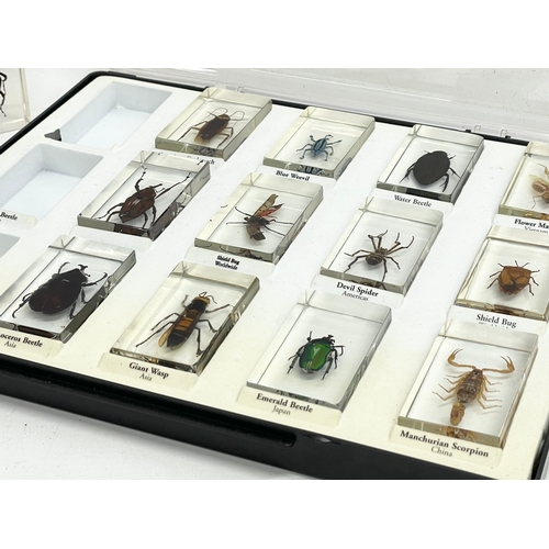 185 - A collection of 5 cased taxidermy bugs. Cases measures 34x28cm