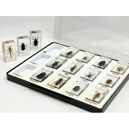 185 - A collection of 5 cased taxidermy bugs. Cases measures 34x28cm