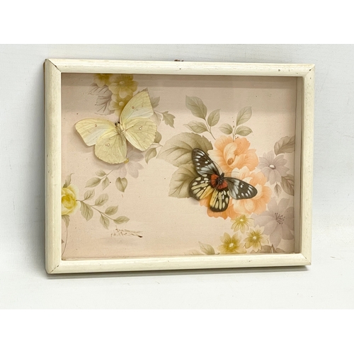 107 - 3 vintage cased taxidermy butterfly’s. 22x17cm