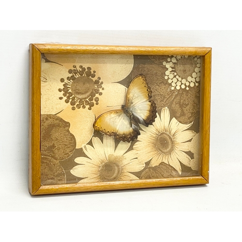 107 - 3 vintage cased taxidermy butterfly’s. 22x17cm