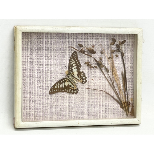 107 - 3 vintage cased taxidermy butterfly’s. 22x17cm