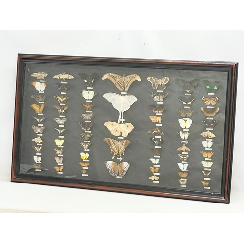 65 - A large shadow box framed butterfly collection. Largest butterfly 18x16cm. Case measures 118x68.5cm