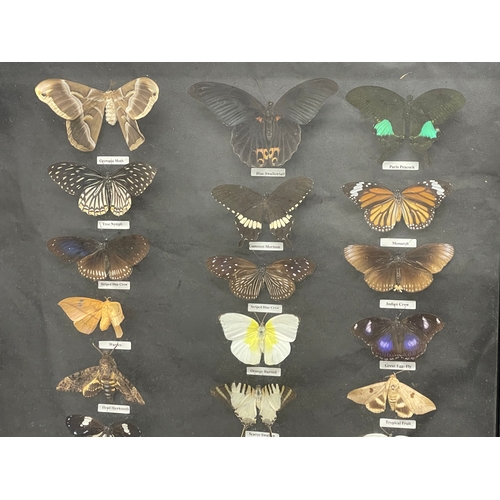 65 - A large shadow box framed butterfly collection. Largest butterfly 18x16cm. Case measures 118x68.5cm