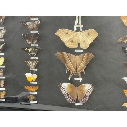 65 - A large shadow box framed butterfly collection. Largest butterfly 18x16cm. Case measures 118x68.5cm