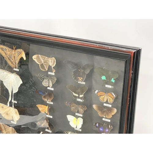 65 - A large shadow box framed butterfly collection. Largest butterfly 18x16cm. Case measures 118x68.5cm