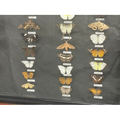 65 - A large shadow box framed butterfly collection. Largest butterfly 18x16cm. Case measures 118x68.5cm