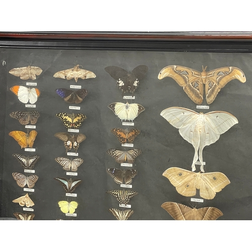 65 - A large shadow box framed butterfly collection. Largest butterfly 18x16cm. Case measures 118x68.5cm