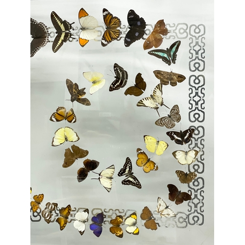 32 - A collection of rare butterfly’s in a large shadows box frame. 121x10x71cm