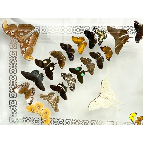 32 - A collection of rare butterfly’s in a large shadows box frame. 121x10x71cm