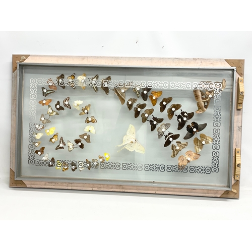 32 - A collection of rare butterfly’s in a large shadows box frame. 121x10x71cm