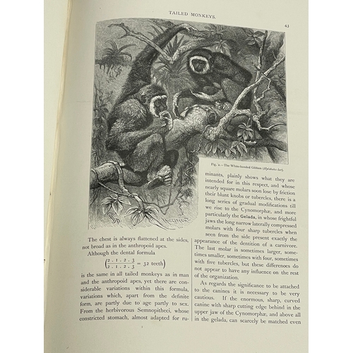 297 - The Natural History of Animals in Word and Picture. Class Mammalia Animals Which Suckle Their Young.... 