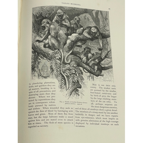 297 - The Natural History of Animals in Word and Picture. Class Mammalia Animals Which Suckle Their Young.... 