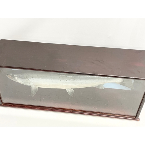 22 - A large taxidermy Salmon in display case. 91x26x36.5cm