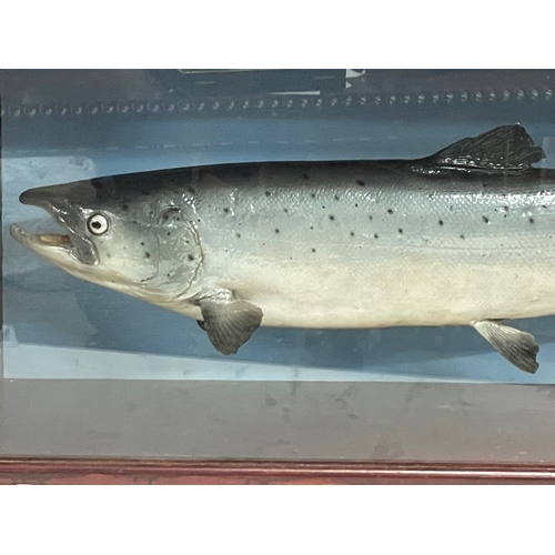 22 - A large taxidermy Salmon in display case. 91x26x36.5cm