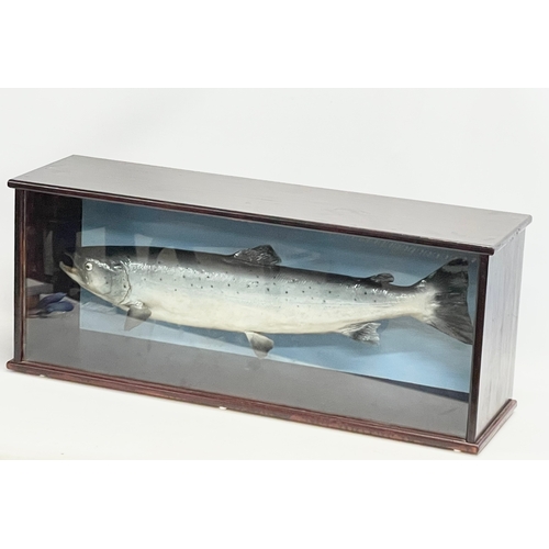 22 - A large taxidermy Salmon in display case. 91x26x36.5cm