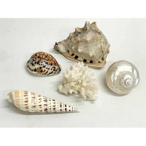 282 - 5 seashells.