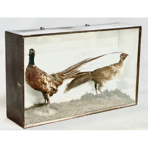 57 - 2 late 19th century taxidermy pheasants in a large display case. 91x24x56cm