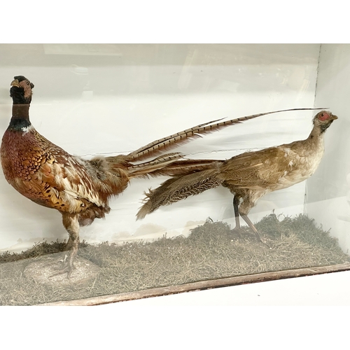 57 - 2 late 19th century taxidermy pheasants in a large display case. 91x24x56cm