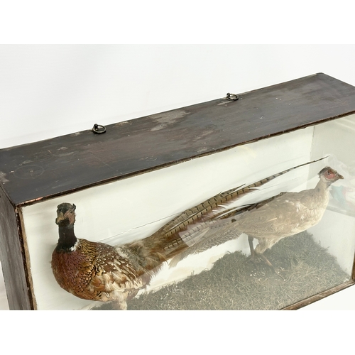 57 - 2 late 19th century taxidermy pheasants in a large display case. 91x24x56cm