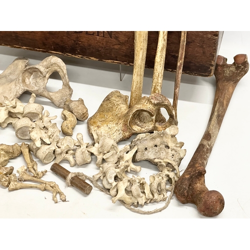 29 - A genuine late 19th century Osteology Anatomy skeleton from Fannin & Co, Dublin. For Queen’s College... 