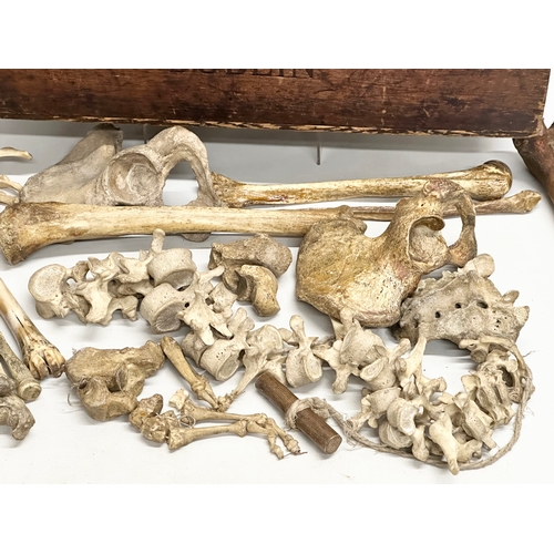 29 - A genuine late 19th century Osteology Anatomy skeleton from Fannin & Co, Dublin. For Queen’s College... 