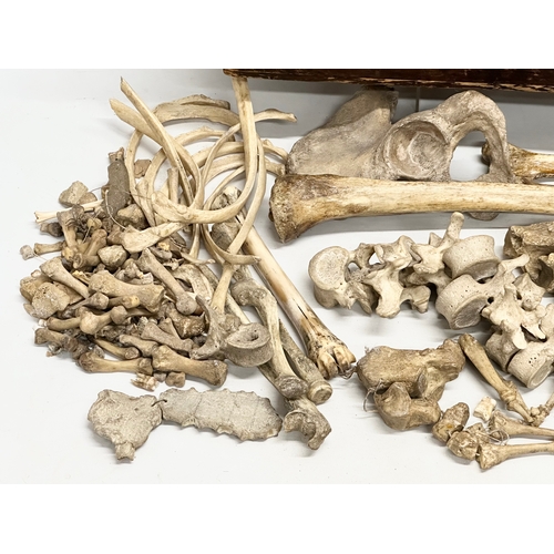 29 - A genuine late 19th century Osteology Anatomy skeleton from Fannin & Co, Dublin. For Queen’s College... 