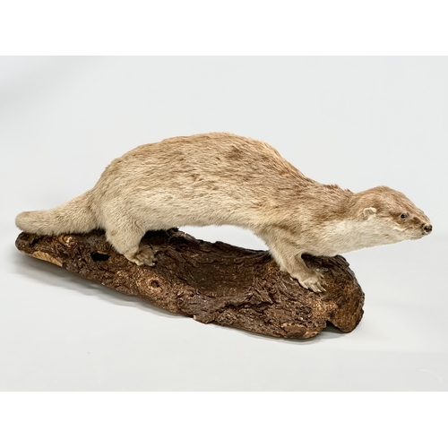 169 - A large vintage taxidermy otter. 92cm