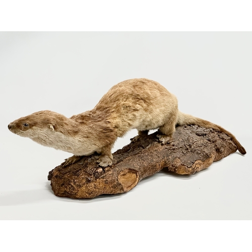 169 - A large vintage taxidermy otter. 92cm