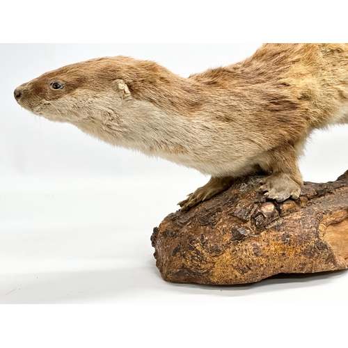 169 - A large vintage taxidermy otter. 92cm