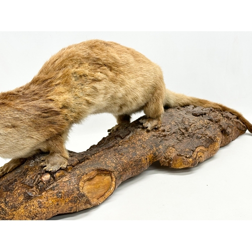 169 - A large vintage taxidermy otter. 92cm