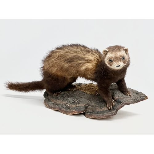 363 - A vintage taxidermy mink, 50cm