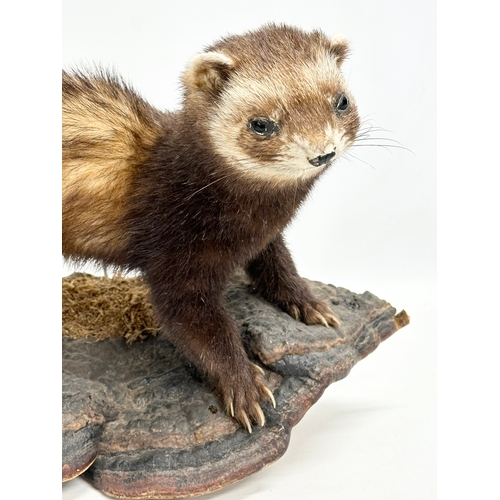 363 - A vintage taxidermy mink, 50cm