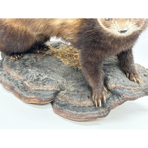 363 - A vintage taxidermy mink, 50cm