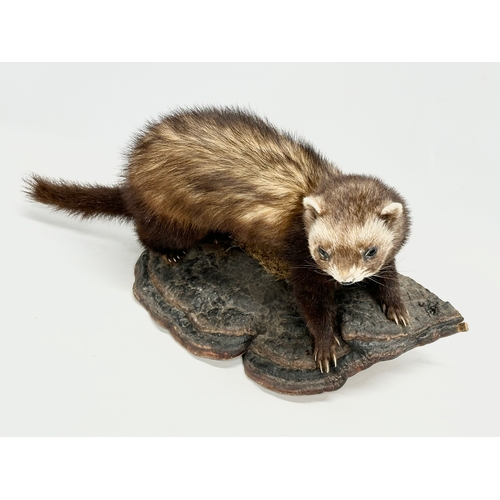 363 - A vintage taxidermy mink, 50cm