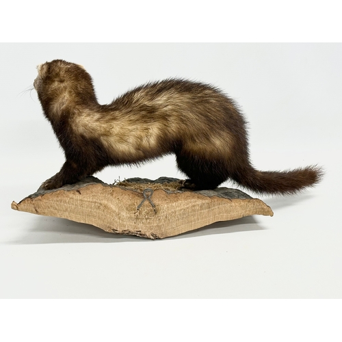 363 - A vintage taxidermy mink, 50cm