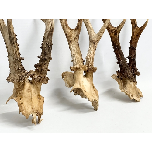 356G - 3 vintage deer skull antlers. 29cm