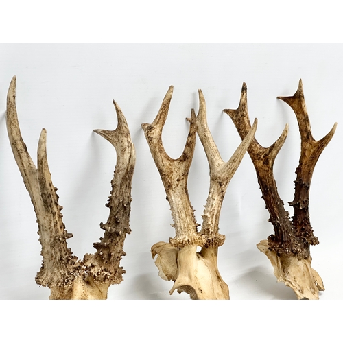 356G - 3 vintage deer skull antlers. 29cm