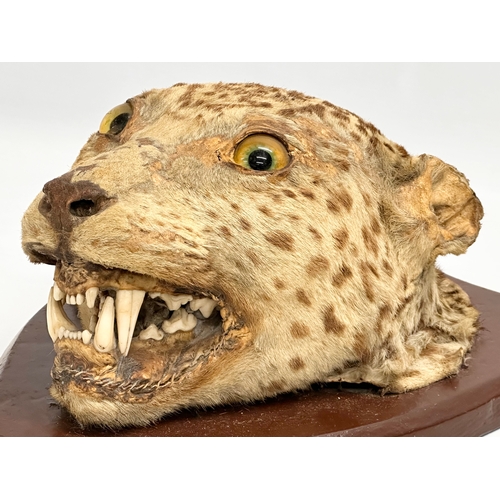 32 - A late 19th century taxidermy wall mounted leopard. Circa 1900. 25x34cm