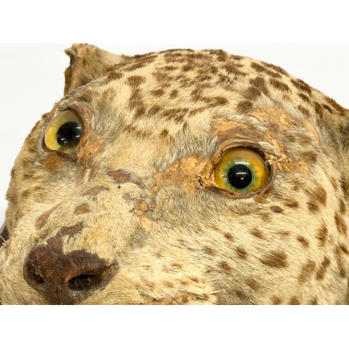 32 - A late 19th century taxidermy wall mounted leopard. Circa 1900. 25x34cm