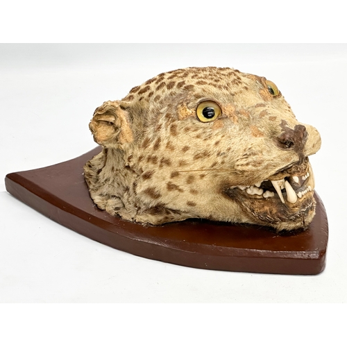 32 - A late 19th century taxidermy wall mounted leopard. Circa 1900. 25x34cm