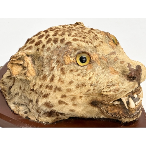 32 - A late 19th century taxidermy wall mounted leopard. Circa 1900. 25x34cm